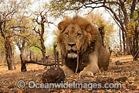 Lion (Panthera leo) adult male resting. Found in sub-Saharan Africa