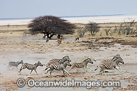 Pack of Lions (Panthera leo) hunting Plains Zebra's (Equus burchelli) also known as Common Zebra and Burchell's Zebra. Africa