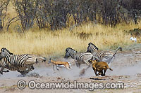 Lion (Panthera leo) female hunting Thomson's Gazelle (Eudorcas thomsonii) and Plains Zebra (Equus burchelli). Found in sub-Saharan Africa