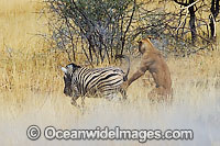 Lion (Panthera leo) female hunting a Plains Zebra (Equus burchelli). Found in sub-Saharan Africa