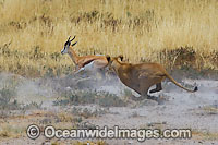 Lion (Panthera leo) female hunting a Thomson's Gazelle (Eudorcas thomsonii). Found in sub-Saharan Africa