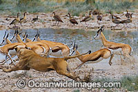 Lion (Panthera leo) female hunting Thomson's Gazelle (Eudorcas thomsonii). Found in sub-Saharan Africa