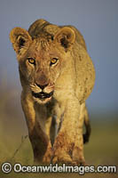 Lion Cubs (Panthera leo). Central Kalahari Game Reserve, Botswana.