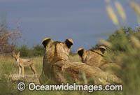 Lioness (Panthera Leo). Central Kalahari Game Reserve, Botswana.