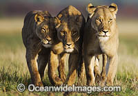 Lioness (Panthera Leo). Central Kalahari Game Reserve, Botswana.