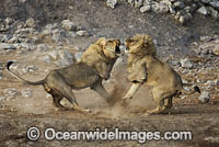 Male Lions fighting (Panthera leo). Etosha National Park, Namibia.