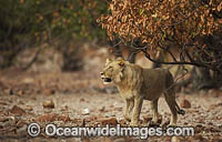 Lion (Panthera leo). Desert Rhino Camp, Damaraland, Namibia.