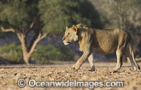 Lion (Panthera leo). Hoanib River, Namibia.