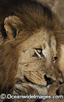 Lion (Panthera leo). Kruger National Park, South Africa.
