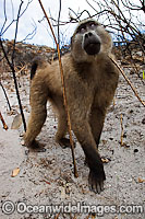 Chacma Baboon (Papio ursinus). Also known as Cape Baboon. Found in southern Africa, Angola, Zambia, and Mozambique.