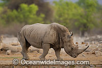 Southern White Rhinoceros (Ceratotherium simum simum). Found in southern Africa