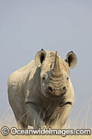 Black Rhinoceros (Diceros bicornis). Also known as  Hook-lipped Rhinoceros. Etosha National Park, Namibia. Critically Endangered.