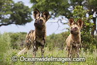 Wild Dog (Lycaon pictus). Okavango Delta, Botswana.