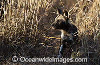 Wild Dog pup (Lycaon pictus). Kruger National Park, Southern Africa.
