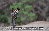 Wild Dog (Lycaon pictus). Mana Pools National Park, Zimbabwe.