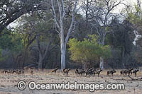 Wild Dog (Lycaon pictus). Mana Pools National Park, Zimbabwe.