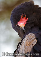 Bataleur Eagle (Terathopius ecaudatus). Found throughout open savanna country in Sub-Saharan Africa