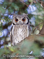 Southern White-faced Owl (Ptilopsis granti). Found throughout the southern half of Africa