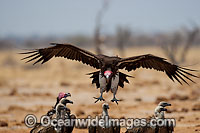 Lappet Faced Vulture (Torgos tracheliotus). Linyanti, Botswana, Southern Africa
