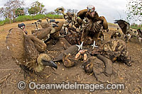 Lappet Faced Vulture (Torgos tracheliotus), feeding on Elephant remains. Linyanti, Botswana, Southern Africa
