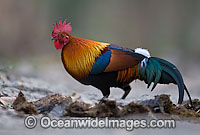 Red Junglefowl (Gallus gallus). Found in India, China, Malaysia, Philippines, Indonesia, Hawaiian Islands, Christmas Island and Cocos (Keeling) Islands and the Marianas