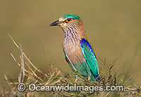 Indian Roller (Coracias benghalensis). Also known as Blue Jay. Found mostly in south Asia, but also Sri Lanka, the Lakshadweep and Maldive Islands and southeast and west Asia. Photo taken at Bandavgrah National Park, India