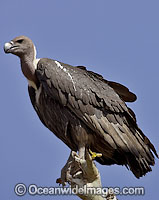 Indian White-rumped Vulture (Gyps bengalensis). Found in southern and southeastern Asia. Photo taken at Bandavgarh National Park, India