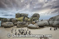 African Penguins (Spheniscus demersus) returning to nesting beach at sunset, after fishing at sea. Also known as Jackass Penguins. Boulder Beach, Cape Town, South Africa.