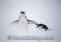 Chinstrap Penguins (Pygoscelis antarcticus). Half Moon Bay, Antarctica.