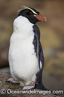 Fiordland Crested Penguin (Eudyptes pachyrhynchus). Photo taken on South Island, New Zealand.