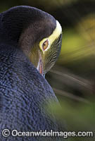 Yellow-eyed Penguin (Megadyptes antipodes). Photo taken in the South Island, New Zealand.