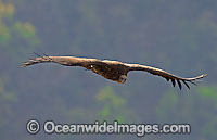 Himalayan Vulture (Gyps himalayensis). Also known as Himalayan Griffon Vulture. Breeds in the mountains of the Himalayas  and Tibet. Listed on the IUCN Red List of Threatened Species.