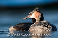 Great Crested Grebe (Podiceps cristatus). Photo taken at Marina Da Gama, Cape Town , South Africa