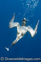 Sooty Shearwater (Puffinus griseus) diving on a bait. Found throughout the south Pacific and south Atlantic Oceans.