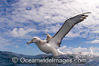 Shy Albatross (Thalassarche cauta). Also known as Shy Mollymawk. Found throughout the Southern Ocean.