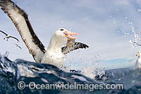 Black-browed Albatross (Thalassarche melanophris) taking a baited fishing line. Also known as Black-browed Mollymawk. Widespread throughout the Southern Ocean.