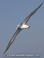 Shy Albatross (Thalassarche cauta). Also known as Shy Mollymawk. Found throughout the Southern Ocean.
