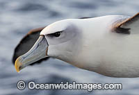 White Capped Albatross (Thalassarche steadi). Photo taken at Kaikoura, New Zealand.