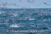 Terns dive feeding on baitfish that are being hunted by Yellowfin Tuna. Found throughout the world in tropical and temperate seas. A commercially sought after fish.