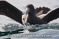 Southern Giant Petrel (Macronectes giganteus). Also known as Antarctic Giant Petrel, Giant Fulmar, Stinker, and Stinkpot. Found throughout the southern Oceans. Photo taken at Cape Point, South Africa