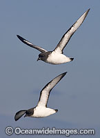 Cape Petrel (Daption capense). Also known as Cape Pigeon. Found throughout the Southern Ocean.