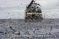 Fishing vessel demersal Trawl Fishing off Cape Point, South Africa, with Petrels, Albatross and other sea birds trailing behind feeding on the catch.