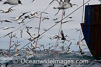 Tori Lines used to scare Petrels, Gannets and other sea birds away from a trawl net warp. Cape Point, South Africa