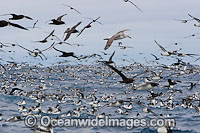 Large flock of Cape Petrels, also known as Cape Pigeon (Daption capense), Southern Giant Petrel (Macronectes giganteus) and Shy Albatross (Thalassarche cauta), feeding on the surface. Cape Point, South Africa