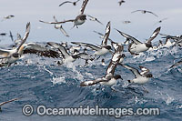 Cape Petrels (Daption capense), also known as Cape Pigeon, feeding on the surface. Cape Point, South Africa