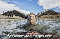 Southern Giant Petrel (Macronectes giganteus), scavenging on a seal carcass. Also known as Antarctic Giant Petrel, Giant Fulmar, Stinker, and Stinkpot. Found throughout the southern Oceans. Photo taken at South Georgia.