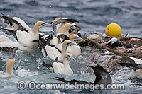 Cape Gannet (Morus capensis) scavenging a trawl net operating off Cape Point, South Africa