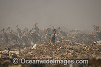 People and wildlife scavenging together in a Guwathi dumpsite. India