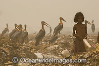 Young girl and wildlife scavenging together in a Guwathi dumpsite. India