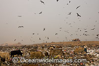 People, cattle and wildlife scavenging together in a Guwathi dumpsite. India